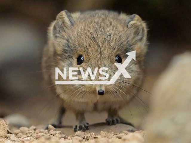 Image shows one of the two round-eared elephant shrew offspring, undated photo. It was born at the Schoenbrunn Zoo, in the city of Vienna, Austria, in February 2023. Note: Licensed content. (Daniel Zupanc/Newsflash)