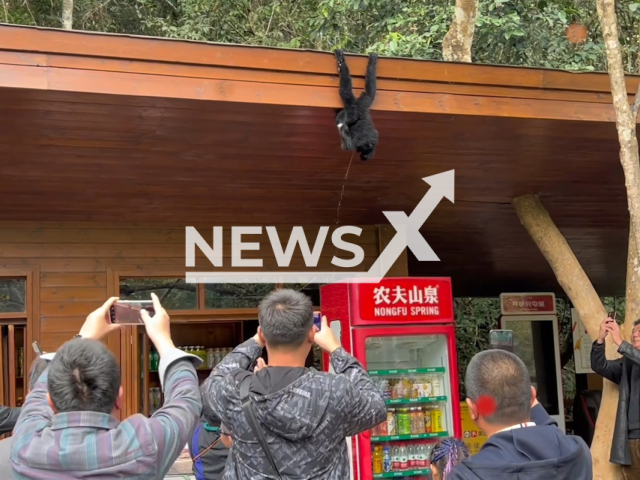 Wild monkey hangs from the roof of a shop while urinating on tourists in Yunnan, China, Jan. 29, 2023. Several visitors gathered around the creature to record its behaviour. Note: Picture is a screenshot from a video (Newsflash)