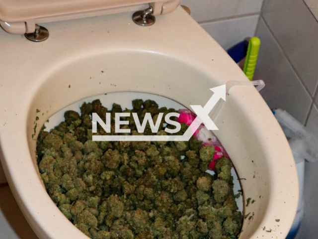 A 24-year-old suspect attempted to flush his marijuana in the  toilet when pursued by police, in Sulzbach-Rosenberg, Germany, on 13th March. Note: Police photo. (Bayerische Polizei/Newsflash)