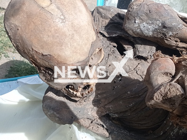 Picture shows the pre-Hispanic   mummified adult male body, in Puno, Peru, undated. It's between 600 and 800 years old and was found in the thermal bag of a delivery man, who was trying to show it to his friends.
Note: Licensed photo.  (Ministerio de Cultura/Newsflash)