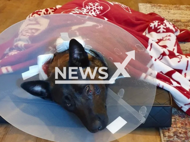 Image shows Belgian shepherd Haix, aged 3, in undated photo. He barely survived after he was stabbed in the head and neck in the city of Hamburg, Germany, on Saturday, Feb. 25, 2023. Note: Private photo. (Newsflash)