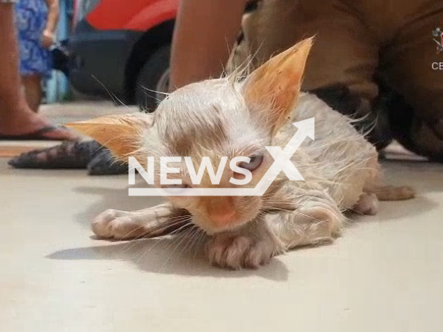 Picture shows alive kitten in Santa Maria, Brazil on Sunday, Feb. 26, 2023. Firefighters rescued the kitten from a rainwater pipe in a house. Note: Picture is a screenshot from a video (@cbmdf/Newsflash)