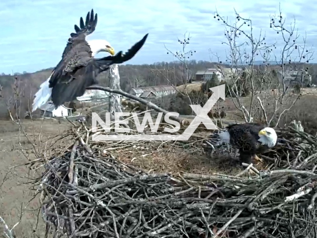 Bald eagles perform their branch manager duties in undated footage. The bald eagle is a bird of prey found in North America. Note: Picture is a screenshot from a video. (@USFWS/Newsflash)