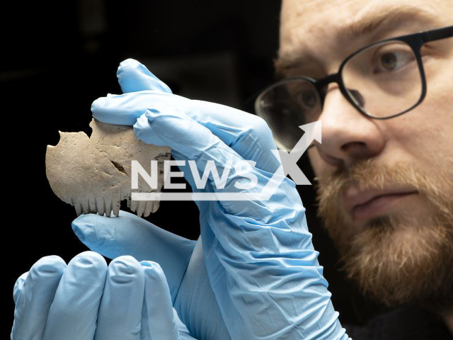 Michael Marshall examines the Bar Hill Comb, undated. Archaeologists discovered the comb  as part of archaeological excavations on the National Highways A14 Cambridge to Huntingdon Improvement Scheme, at an Iron Age site at Bar Hill near Cambridge, in Cambridgeshire, UK.
Note: Licensed photo.  (MOLA/Newsflash)