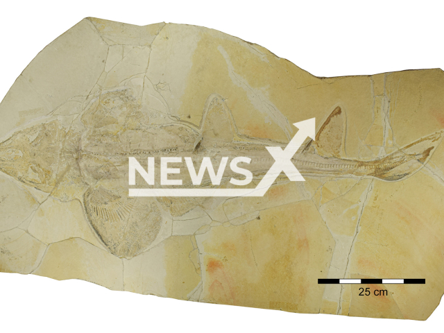 Image shows the fossil of the Late Jurassic shark Protospinax annectans, undated photo. Researchers at the University of Vienna, Austria, found out that the species was very developed. Note: Licensed content. (Sebastian Stumpf/Newsflash)