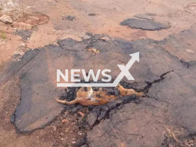 A hole in the asphalt was covered with the body of a dog inside, in Itumbiara, Brazil, in March, 2022.
Note: Private photo.  (Frederico Antonio Dias Barbosa/Newsflash)