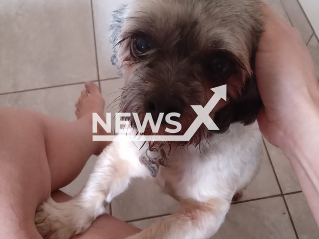 Picture shows Luizinho, undated. Rosane Martins, 38,  took the  dog to get grooming procedures at a pet shop, where the dog died and was cremated before the death can be investigated,  in Campo Grande, Brazil. Note: Private photo.  (Rosane Martins/Newsflash)