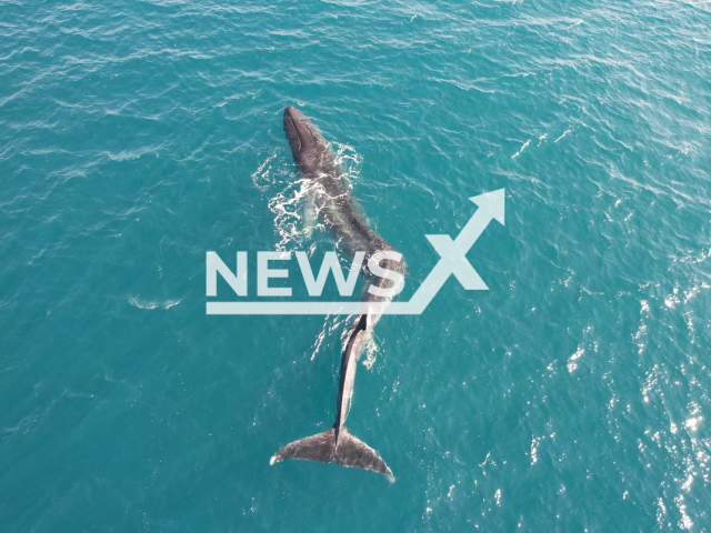 Photo shows a disorientated whale with a spinal deformity swimming off the coast of Cullera, Valencia, Spain, Saturday, March 4, 2023. A short time later, the whale headed for the high seas and moved away from the coast. Note: Licensed photo (The Oceanographic Foundation/Newsflash)