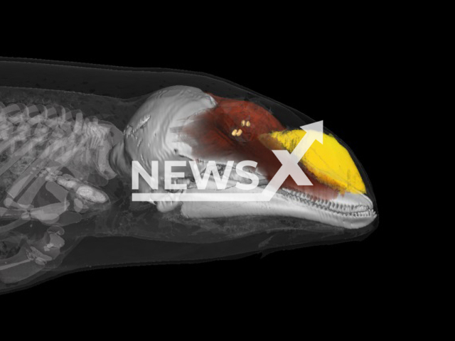 Image shows a scan of the sound producing nose of a harbor porpoise, undated photo. It shows parts of the two sound sources, and the fatty melon that conducts sound into the water. Note: Licensed content. (Christian B. Christensen, Aarhus University/Newsflash)