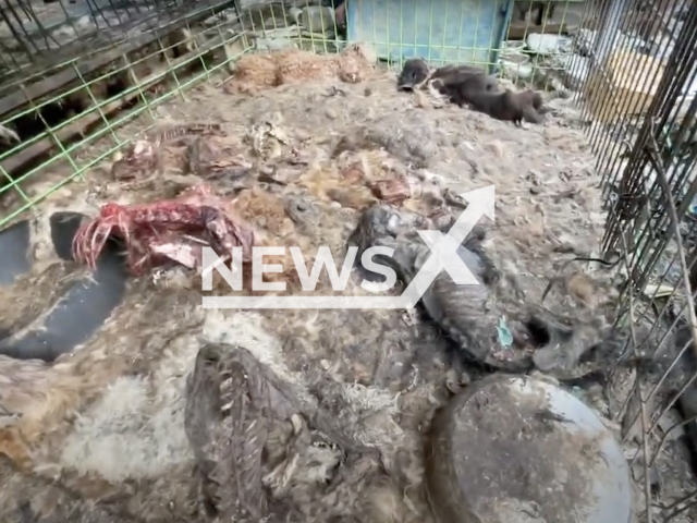 Photo shows a house in Yangpyeong country of Gyeonggi province, South Korea, undated. The man who lived in the house allegedly starved to death hundreds of dogs over three years. Note: Picture is a screenshot from a video (Care/Newsflash)