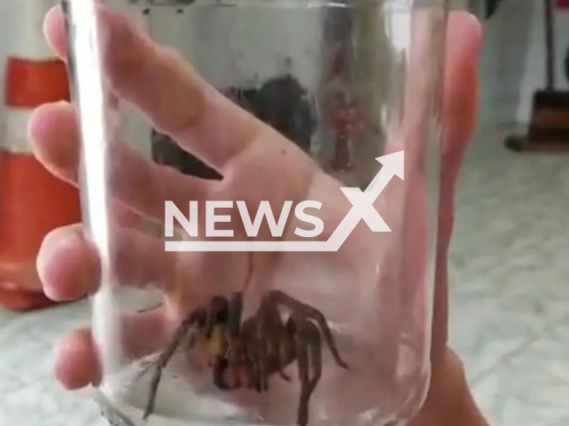 Picture shows the  Brazilian wandering spider (Armadeira), undated. It was captured by firefighters inside a house in Vitor Meireles, Brazil, on Saturday, March, 4, 2023, the animal was about 10 centimetres long and was returned to nature in a remote area with no nearby residences.

Note: Firefighters photo. (@bvsc.vitormeireles/Newsflash)