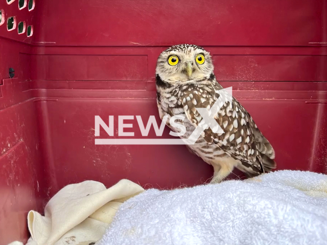 The picture shows the burrowing owl that accidentally stowed away on Royal Caribbean International's Symphony of the Seas for two weeks was rescued by a team of biologists and crew members after being spotted by passengers on the ship, undated.Note: Picture is screenshot from a video. (MyFWC Florida Fish and Wildlife/Newsflash)