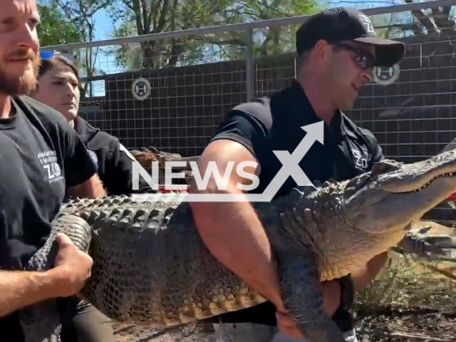 Texas Game Wardens relocate an alligator, in Texas, US, in undated footage. The alligator was spotted living illegally in a pen in the backyard of an Austin home. Note: Picture is screenshot from a video. (Texas Game Wardens/Newsflash)