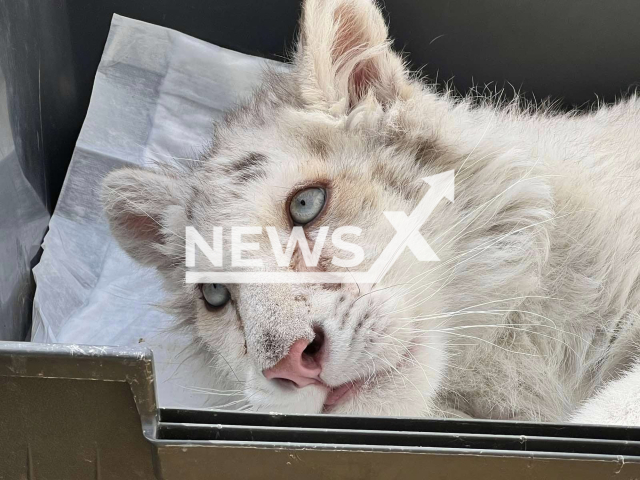 Photo shows a white tiger cub, undated. It was found abandoned near the rubbish bin of the Attica Zoological park in Spata, Greece, Wednesday, March 8, 2023. Note: Picture is private (Newsflash)