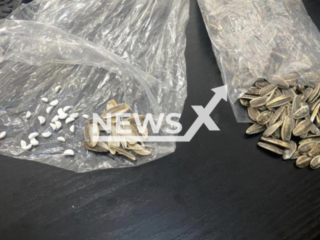 Photo shows narcotics concealed in sunflower seeds, undated. A 25-year-old Lebanese man who tried to deliver three bags of the seeds to an inmate at Batroun Prison, south of Tripoli, has been arrested. Note: Photo is from the Internal Security Forces of Lebanon (Internal Security Forces/Newsflash)