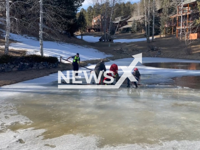 Firefighters rescue and elk that fell in frozen pond in Evergreen, Colorado, USA on March 8, 2023. The department said the elk was not injured and was quickly able to rejoin its herd.  Note: This picture is a screenshot from the video. (Evergreen Fire/Rescue/Newsflash)