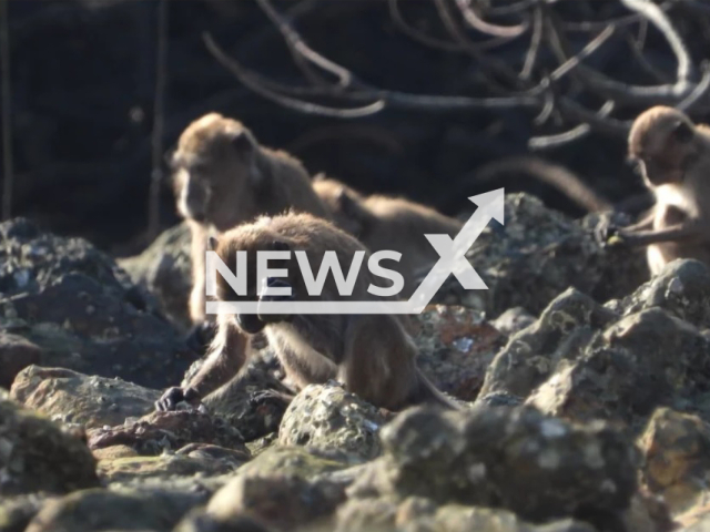 Image shows an example of a long-tailed macaque using a stone tool to access food, undated photo. Scientists from the Max Planck Institute for Evolutionary Anthropology in the city of Leipzig, Germany, claimed that some accidentally produced stone fragments made by macaques resemble some of the earliest hominin stone artifacts. Note: Licensed content. ( Lydia V. Luncz/Newsflash)