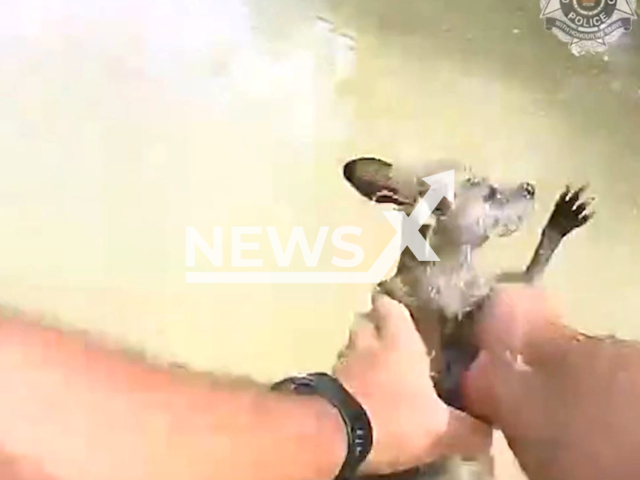 Police officer rescues a baby kangaroo from crocodile-infested floodwaters behind a residential community in Burketown, Queensland, Australia, on March 12, 2023. Police quickly responded in a boat and were able to pluck the baby kangaroo out of the water. Note: Picture is screenshot from a video. (@QldPolice/Newsflash)