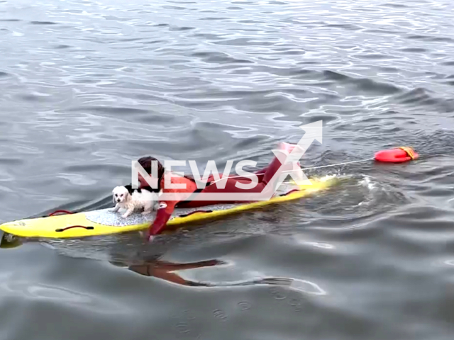 Rescuers rescue a small dog after running loose in the Junipero Lot in Long Beach, California, USA, and swimming out to sea on March 12, 2023. The lifeguards arrived at the scene and were able to save the dog with a rescue board and buoy.  Note: Picture is screenshot from a video. (Long Beach Fire Department/Newsflash)