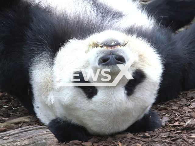 This picture shows a panda playing in Zoo Vienna, undated. Schönbrunn Zoo in Vienna is celebrating the 20th anniversary of its collaboration with the China Wildlife Conservation Association (CWCA) in researching and preserving giant pandas. Note: Picture is a screenshot from the video. (Schonbrunn Zoo/Newsflash)