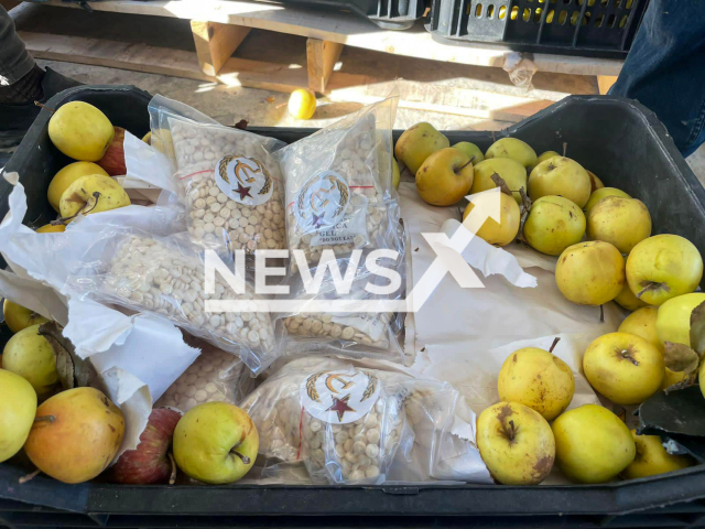 Photo shows captagon pills that had been hidden in apple crates, undated. The pills were discovered at the Al-Qaim crossing between Syria’s Deir Ezzor province and western Iraq’s Anbar desert region. Note: Photo is from The Border Crossings Authority or Iraq (The Border Crossings Authority or Iraq/Newsflash)