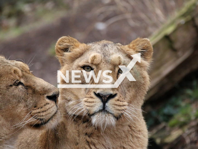 Image shows Asiatic lions, undated photo. Big cats at Zurich Zoo, in Switzerland, will receive a new enclosure in April 2025. Note: Licensed content. (Zoo Zurich, Jeanette Steiner/Newsflash)