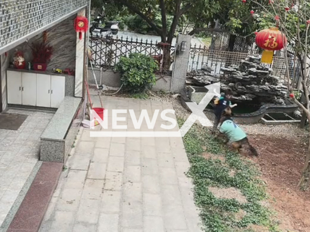 Dog drags away a boy trying to catch a ball that fell in fountain and catches it instead using a net in Shenzhen, China. Note: Picture is a screenshot from a video (HH0103888/AsiaWire)