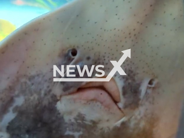 Big skate (Raja binoculata) smiles at cameraman at  Vancouver Aquarium, Canada, undated. The three skates seen in the footage were born at the Vancouver Aquarium, where they first came in 2015 as tiny egg cases from the Monterey Bay Aquarium. 
Note: Picture is screenshot from a video. (@vanaqua/Newsflash)