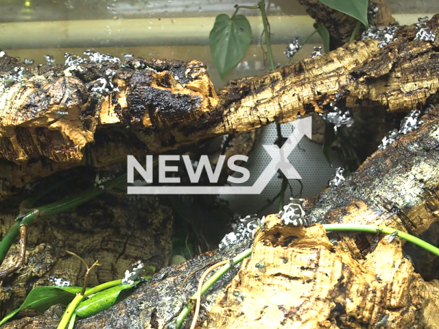 The picture shows that Vienna Zoo recently celebrated the successful breeding of the Amazon tree frog (Baumhöhlen-Krötenlaubfrosch) after a years-long pause. Amphibians are the most threatened class of animals in terms of extinction, and the Vienna Zoo's success in breeding the Amazon tree frog marks a significant contribution to building stable reserve populations outside their natural habitat. Note: Picture is a screenshot from the video. (ZOO Vienna/Newsflash)