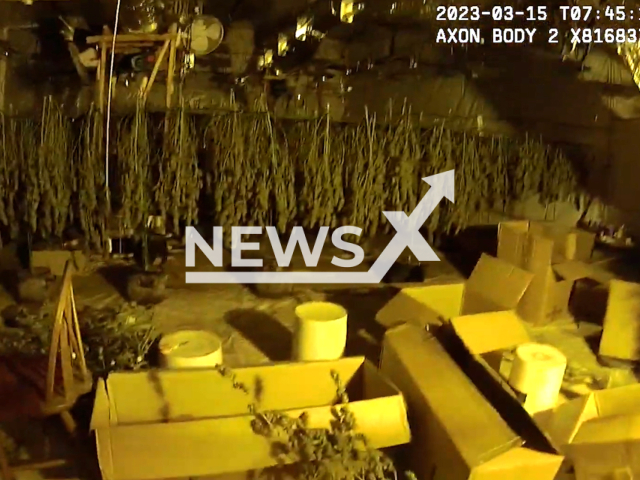 The cannabis farm in Easington Colliery, worth an estimated £2 million, that was discovered and dismantled during the operation in England on March 15, 2023. Weapons, drugs, and cash were also seized at other locations. Note: Picture is screenshot from a video. (Durham Constabulary/Newsflash)