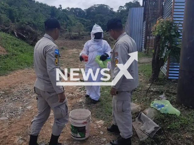 Members of the Fire Department  manage the swarm of bees at the place where the attack occurred   in La Ceiba, Honduras. 
Victor Manuel Rodriguez, 71, died after being attacked and receiving several stings from African bees. Note: Private photo.  (Newsflash)