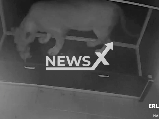 The picture shows the birth of three rare Barbary lion cubs at a zoo in German, undated. Hannover Adventure Zoo began welcoming the rare lions in 2010. Note: Picture is screenshot from a video. (Erlebnis-Zoo Hannover/Newsflash)