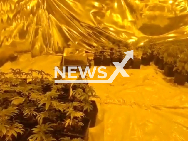 Picture shows a cannabis farm in Middleton, Greater Manchester, in undated footage. Police officers carried out a warrant as a part of Operation AVRO. Note: Picture is a screenshot from a video (@gmpolice/Newsflash)