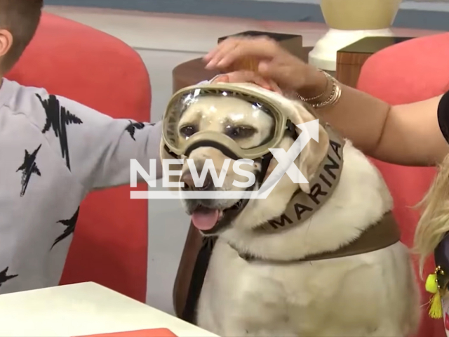 Frida, the rescue dog before retiring on 24th June, 2019. Note: Picture is a screenshot from a video. (Newsflash)