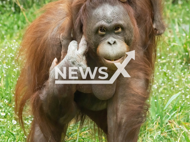 Image shows orangutans at the Schoenbrunn Zoo, in Vienna, Austria, undated photo. The animals were enjoying the beginning of the spring in March 2023. Note: Licensed content. (Daniel Zupanc/Newsflash)