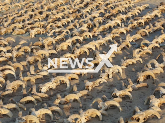 Mummified ram heads are uncovered by an American mission during excavation work at the temple of Rameses II in Abydos, Egypt, undated. The Mummified heads date back to the time of the sixth dynasty in Ptolemaic Egypt. Note: The photo is from the Egyptian Ministry of Tourism and Antiquities' press release. (Egyptian Ministry of Tourism and Antiquities/Newsflash)