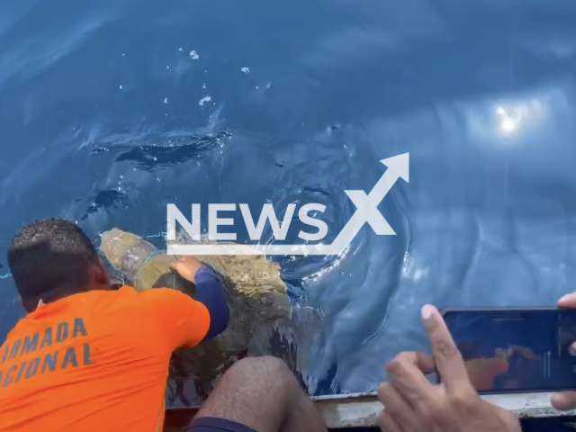 Colombian Navy rescues and releases a sea turtle entangled in an artisanal fishing net near the general area of ​​Isla Gorgona, in the Colombian Pacific, undated. The turtle returned to its natural habitat safe and sound. Note: Photo is from the Colombian Navy (Armada de Colombia/Newsflash)