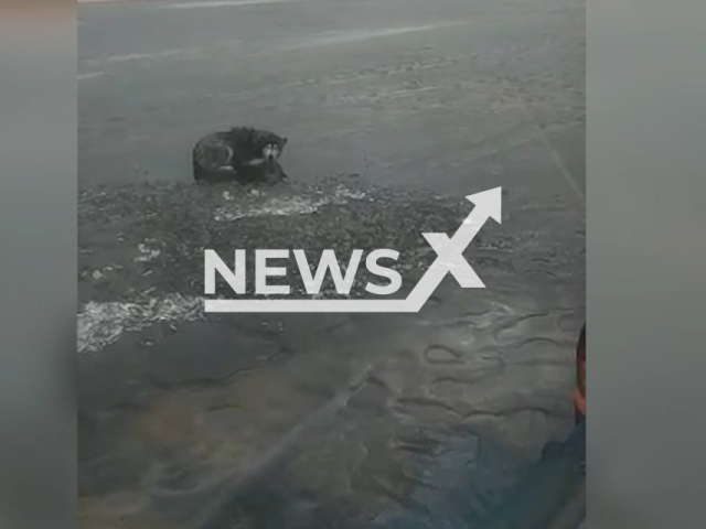 Picture shows a dog on an ice floe in Gulf of Finland, Saint Petersburg, Russia on Friday, Mar. 24, 2023. Rescuers saved the dog. Note: Picture is screenshot from a video. (@mchs_official/Newsflash)