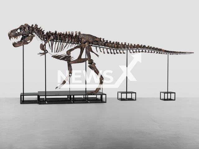 Photo shows a Tyrannosaurus rex skeleton, undated. For the first time in Europe and only the third time worldwide, a skeleton of an entire T. rex dinosaur of exceptional quality will be offered at auction in Zurich, Switzerland, on April 18, 2023. Note: Licensed photo (Koller Auctions/Newsflash)