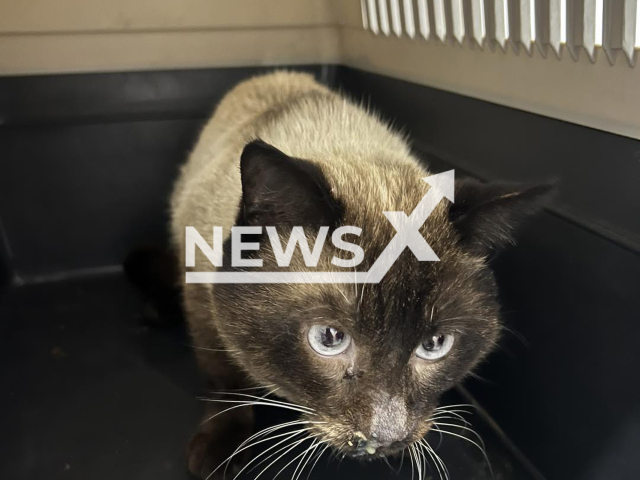 Photo shows a cat, undated. A cat trapped in a pole of the Vasco da Gama Bridge was rescued in Lisbon, Portugal. Note: Photo is from an animal rescue service (@intervencaoresgateanimal/Newsflash)