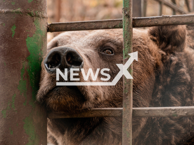 FOUR PAWS successfully rescued a 20-year-old 'restaurant bear' on 23rd March  and brought it to its BEAR SANCTUARY Domazhyr near Lviv in western Ukraine.
Note: Photo from press statment. (Svitlana Dmytrenko-FOUR PAWS/Newsflash)