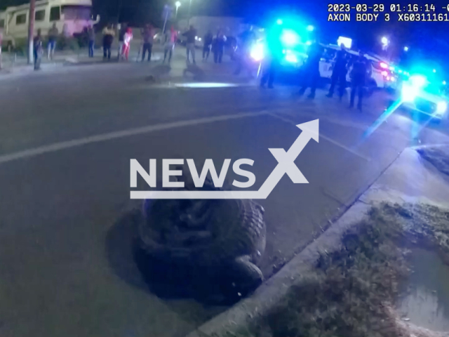 Picture shows a nearly 10-foot-long alligator, in Tampa, Florida, on Wednesday, Mar. 29, 2023. The alligator was caught roaming a residential street. Note: Picture is screenshot from a video. (@TampaPD/Newsflash)