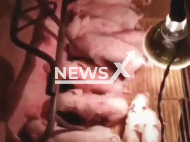 Photo shows piglets, undated. A sow reportedly gave birth to 41 piglets in a single farrowing in the interior of Faxinal dos Guedes in Santa Caterina, Brazil. Note: Picture is a screenshot from a video (Newsflash)