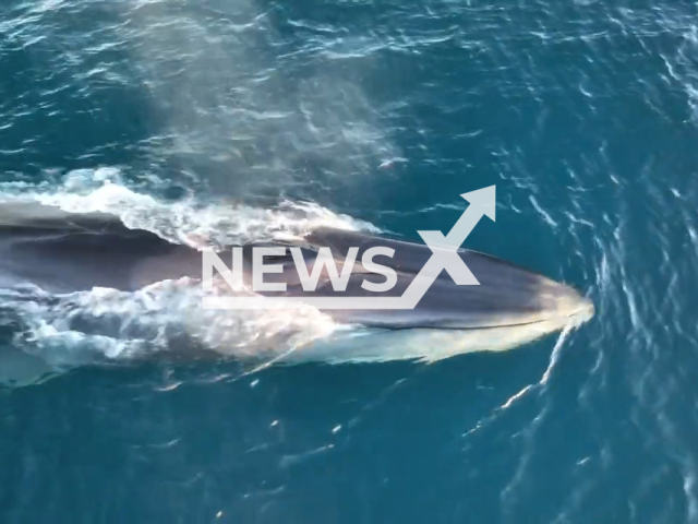 A whale and her calf swim along the Catalan coast between Comarruga and Calafell, undated. It had been six years since the Association for the Study and Disclosure of the Aquatic Environment (EDMAKTUB) had seen a similar scene.  Note: Picture is a screenshot from a video (Asociacion EDMAKTUB/Newsflash)