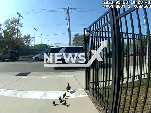 The picture shows a  police sergeant from the Sarasota Police Department helping a family of ducks safely reach the pond at Payne Park in Sarasota, Florida, USA, undated. Note: The picture is a screenshot from the video.  (Sarasota Police Department/Newsflash)