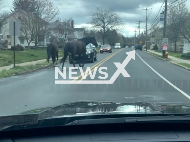 Police officers engage in slow pursuit, chasing after two horses down Main Street, in Hulmeville, Pennsylvania, on Tuesday, Mar. 28, 2023. Penndel Police assisted Hulmeville Boro Police Department with the slow pursuit of the horses. Note: Picture is screenshot from a video. (Penndel Borough Police Department/Newsflash)