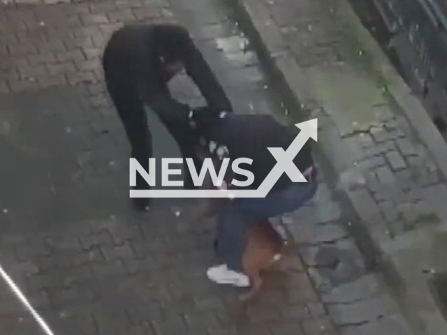 A pitbull dog walked by its owner without a muzzle attacked a young man and bit his leg in Istanbul, Turkey. Note: Picture is a screenshot from a video (Newsflash)