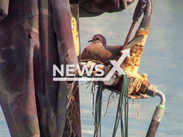 A dove lays eggs and incubates in Eray Dursun's boat in Bursa, Turkey. Note: Picture is a screenshot from a video (Newsflash)