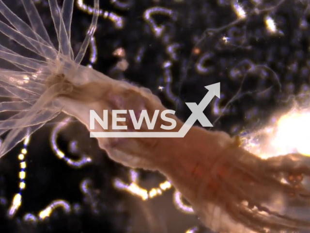 Picture shows the starlet sea anemone, undated. These sea creatures can learn without a brain according to a new study by Simon Sprecher, a neurobiologist at the University of Fribourg, Switzerland. Note: Photo is a screenshot of video. (Newsflash)