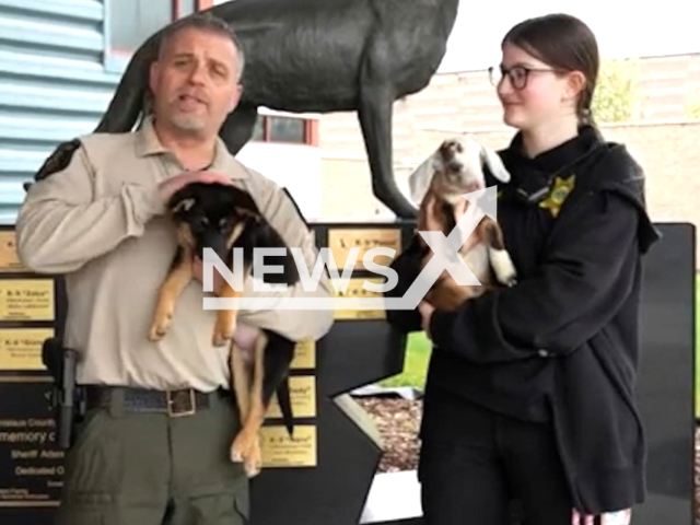 This picture shows the police officer holding the dog and the goat after the joke on April Fool's Day in Stanislaus County, California, USA on April 1, 2023. Note: Picture is screenshot from a video. (StanSheriff/Newsflash)